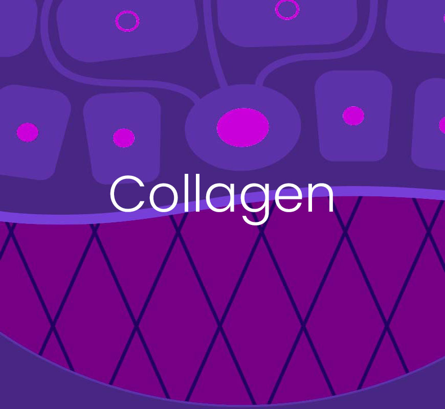 The MyCli strategy to defend and stimulate dermal collagen