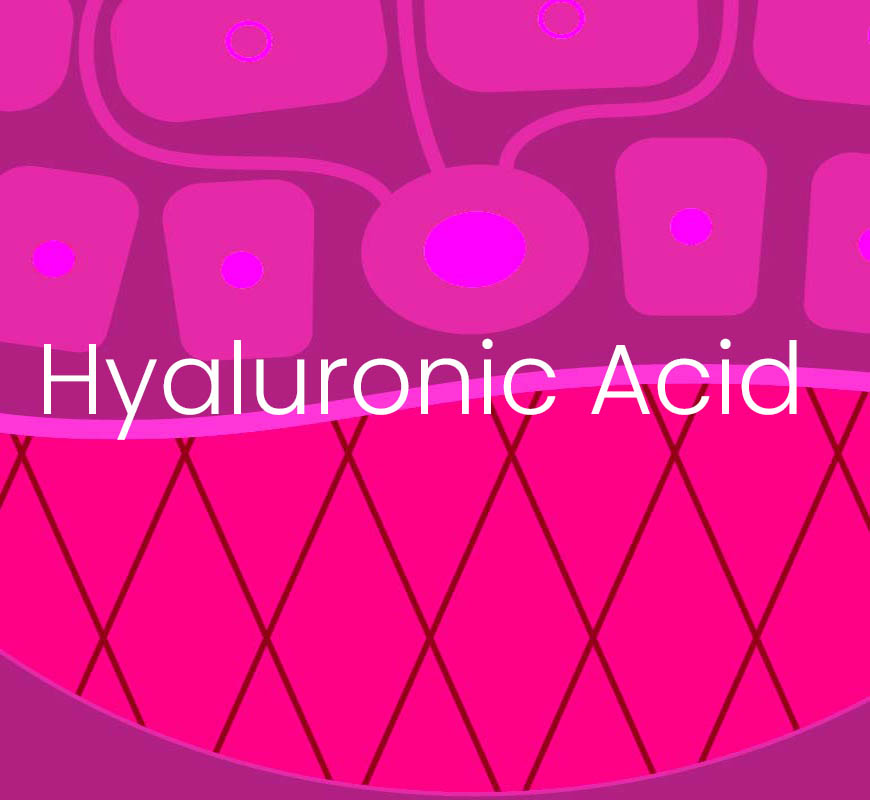 The MyCli strategy to defend and stimulate hyaluronic acid