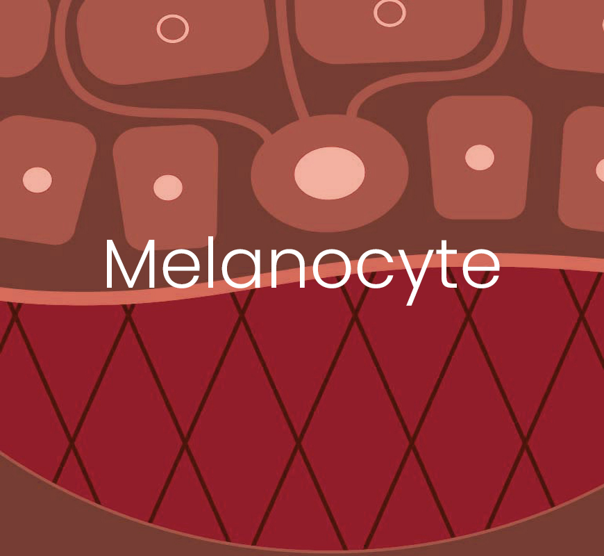 The MyCli strategy for melanocyte modulation