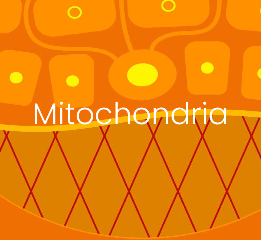 The MyCli strategy to activate mitochondria and fibroblasts